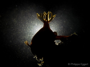 Nudi -LOVE
due to a lot of sediments it was not able to ... by Philippe Eggert 